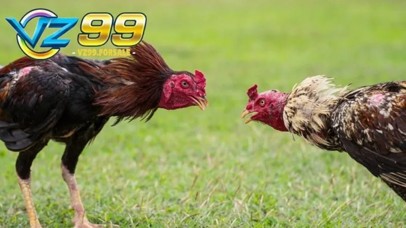 Đá gà 1 cựa – Chiến thuật và bí quyết giành chiến thắng 2 da-ga-1-cua-1