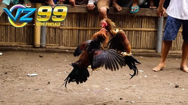 Đá gà 1 cựa – Chiến thuật và bí quyết giành chiến thắng 3 da-ga-1-cua-2
