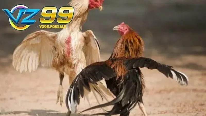 Đá gà Asil cựa tròn – Lối đá, đặc điểm và kỹ thuật hay 4 da-ga-asil-cua-tron-3